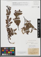 Foto von Salix waldsteiniana Willd.